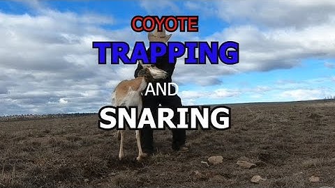 COYOTE TRAPPING AND SNARING- I broke into triple digits