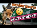 Urban wildlife what are animals doing in the city