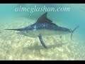 Bfsb season3 ep11 amazing black marlin action on the flats