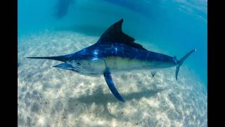 I can't Believe We Found Marlin Here