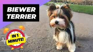 Biewer Terrier 💖 Cutest Tri-Colored Dog! | 1 Minute Animals by 1 Minute Animals 2,455 views 2 weeks ago 1 minute, 4 seconds