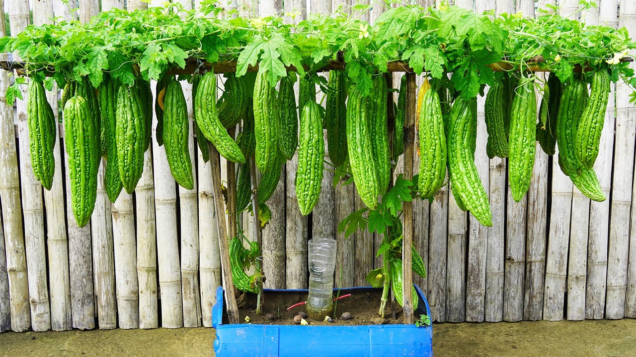 EASILY Grow Delicious Bitter Melon At Home Now?