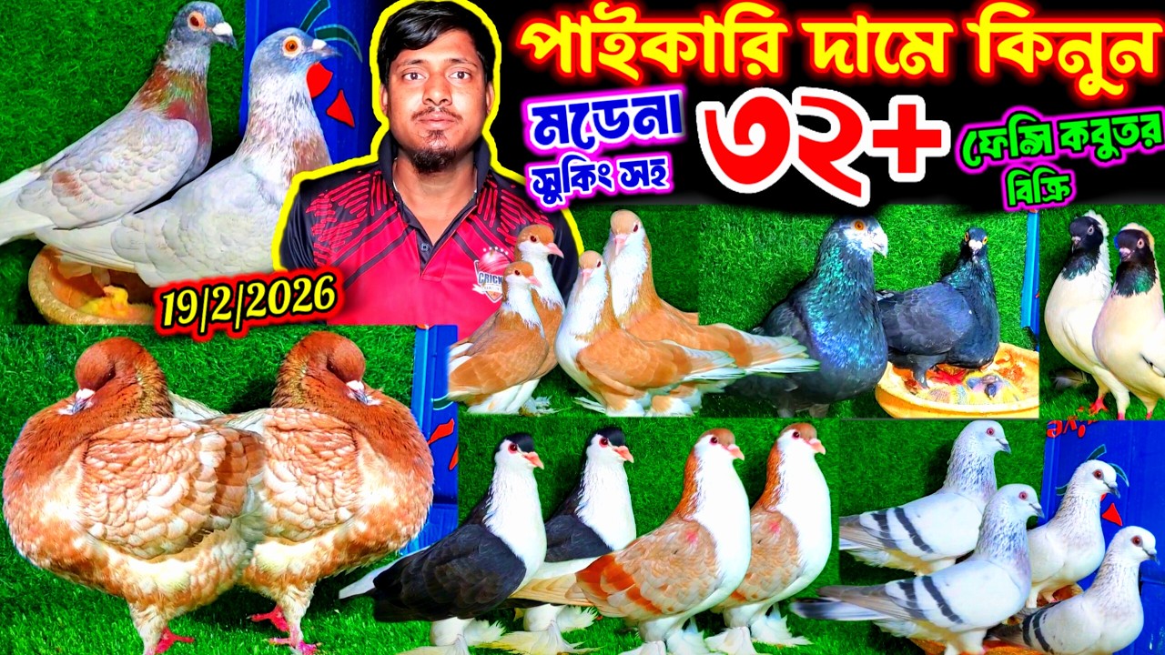 ইতিহাস কাঁপানো অফারে ৩২+ জোড়া ফেন্সি কবুতর | বাচ্চা সহ বুম্বাই লাহরী মডেনা সুকিং ও চিলা কবুতর কিনুন