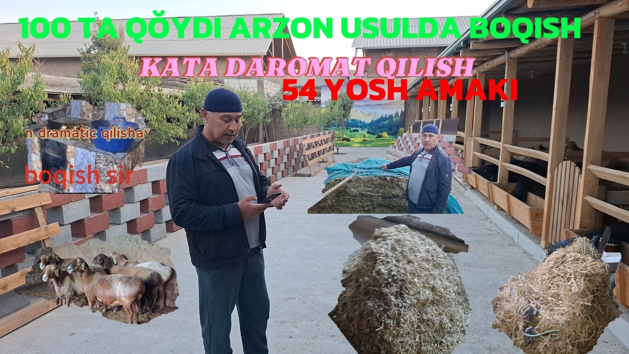 54 YOSHLIK TOĞAMIZDAN  UY SHAROYITA  ARZON USULDA BOQISH SIRLSRI 150 BOSH SILOSTA SEMIRTITISH SIRI