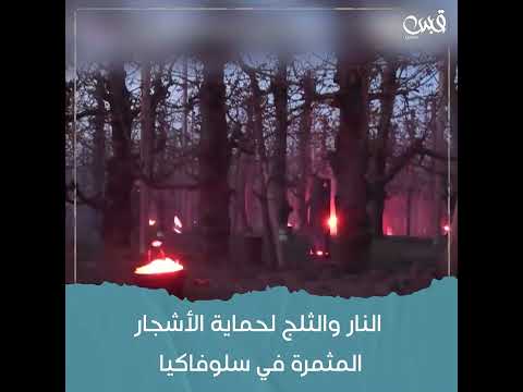 النار والثلج لحماية الأشجار المثمرة في سلوفاكيا