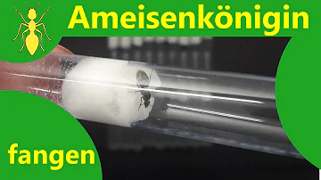 Warum Ameisen züchten?