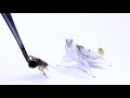 成虫になったハナカマキリにゴキブリを与える