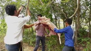 Grill Big Spicy Pig 500KG With Forest Life Style Never Seen Before | Adventure Cooking