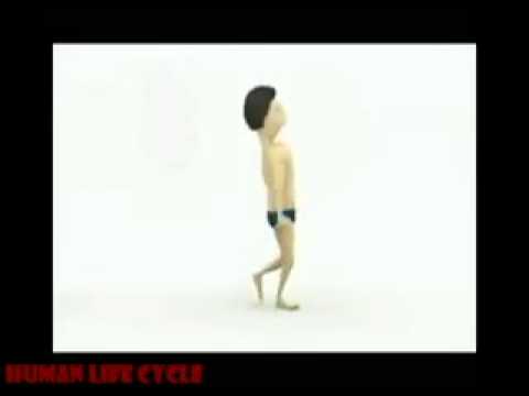 Human life cycle - YouTube