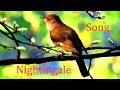 Nightingale Song.(Luscinia).