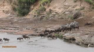 Kenyan Wildebeest Migration// Wild Extracts// Masai Mara