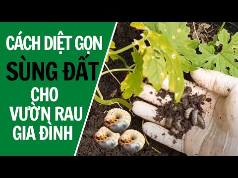 Video: Khử trùng Đất: Cách Khử trùng Đất trong Vườn