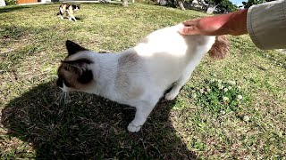 When I was tapping my waist, another stray cat came over... [Cat Island] [Okinawa] [Oujima]