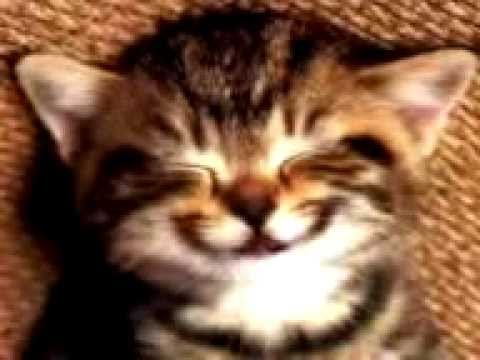 Pictures Of Pussy Cats 100