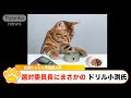 『選挙対策委員長にまさかのドリル小渕氏』『渡辺数子の娘恵美子 ただモフの被害に遭う』『にゃんこ天気予報』の3本です