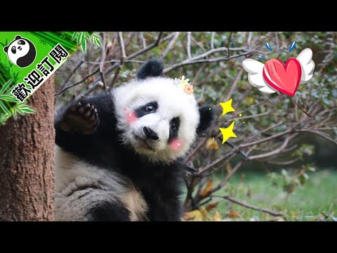 《熊貓主題趴》腹肌撕裂者——施瓦辛格·胖達 | iPanda熊猫频道