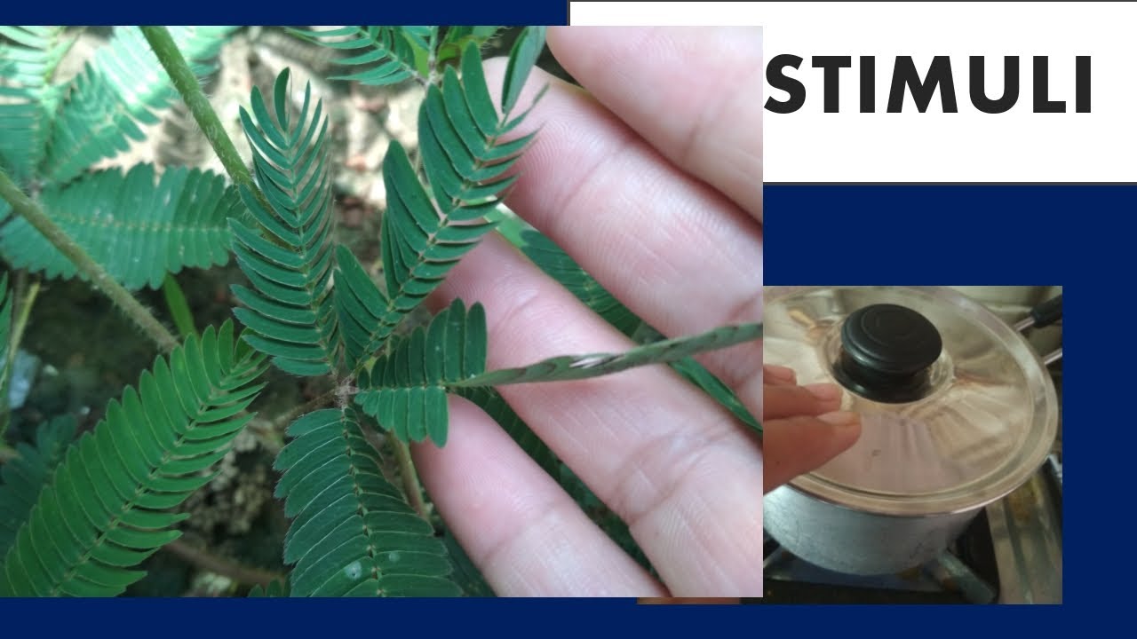 Stimuli, response to stimuli, stimuli and response. - YouTube