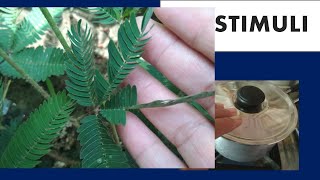 Stimuli, response to stimuli, stimuli and response.
