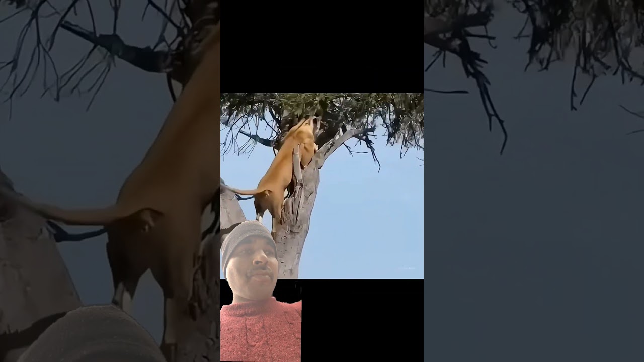 🙏 amazing 😁 facts 🙏 of 😁 animal 🙏 food 😁 catching 🙏 like 😁 and 🙏 subscribe 😁 my 🙏 channel 🙏😁