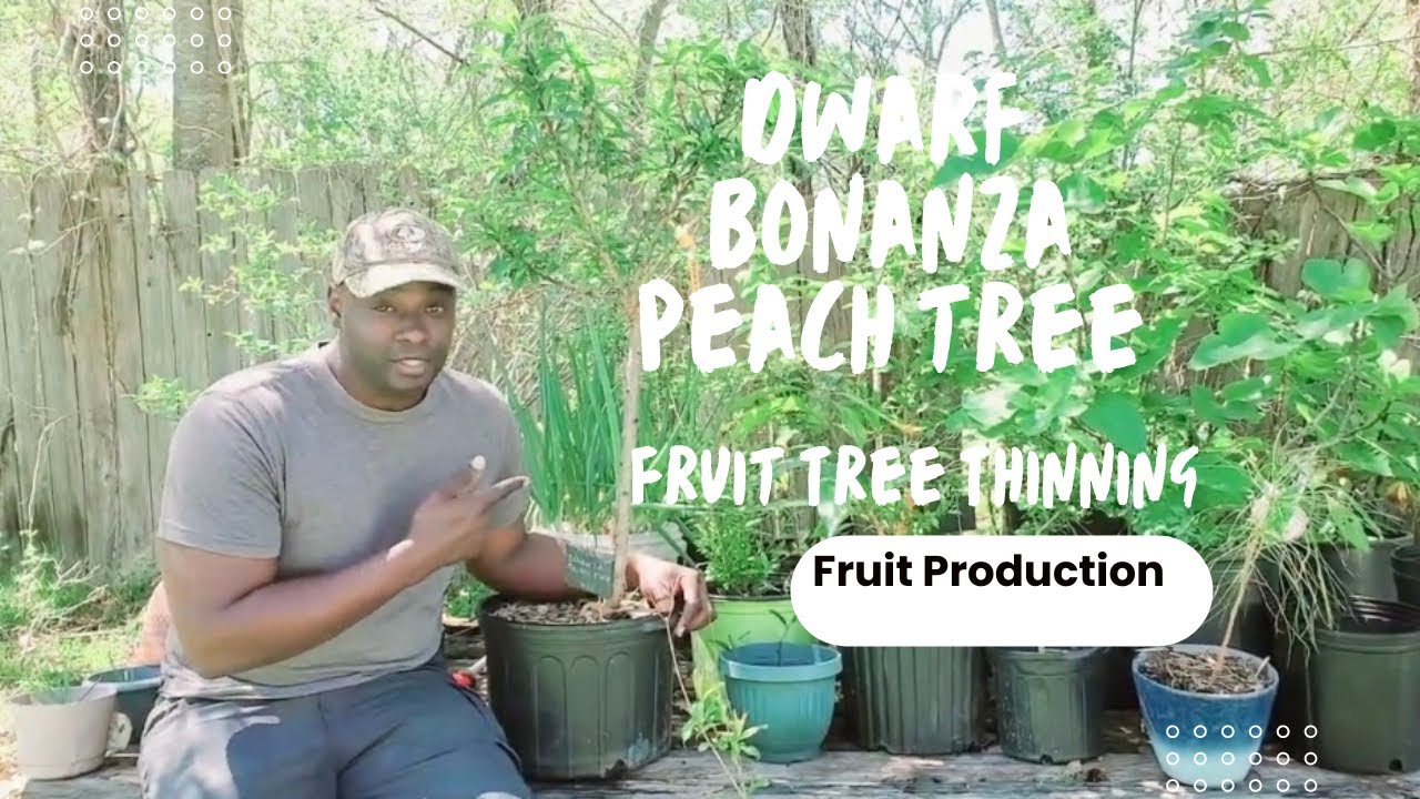 How to Thin Your Fruit Tree| Even Though It Hurts.....