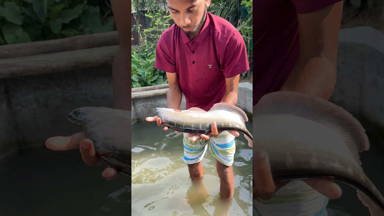 ৫০০০ হাজার টাকা বিক্রি করা সম্ভব ১টি চিতল মাছ #fishfarm #reelsfypシ #fishfarming #plzshere