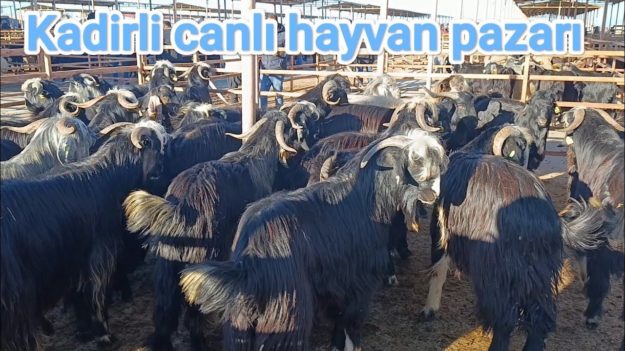 Kadirli canlı hayvan pazarı.. 5 mart perşembe.