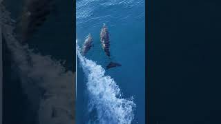 Dolphin Pod Enjoys a Playful Ride in Boat's Bow