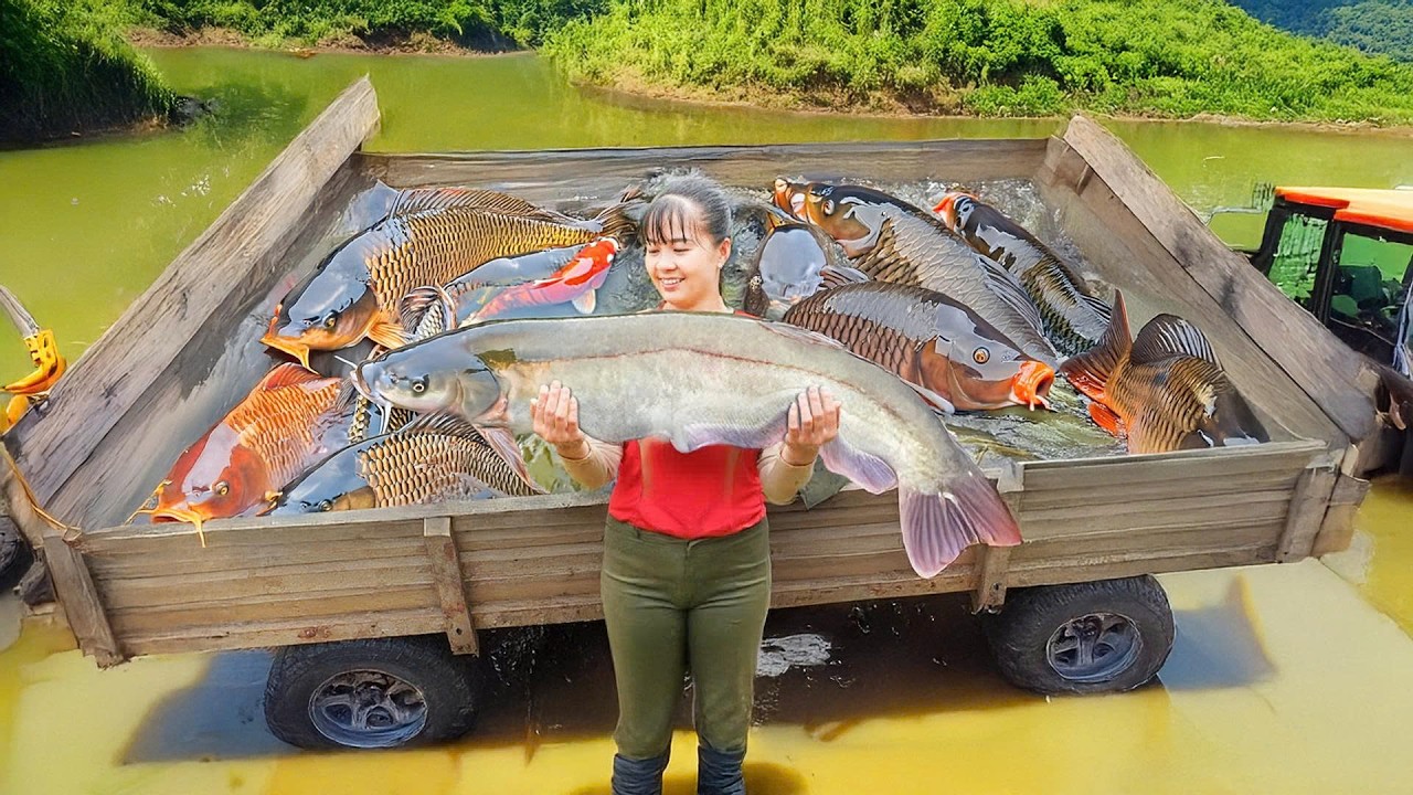 Harvest Lots Of Giant Fish, Use Truck Transport Many Giant Fish Goes To Market Sell