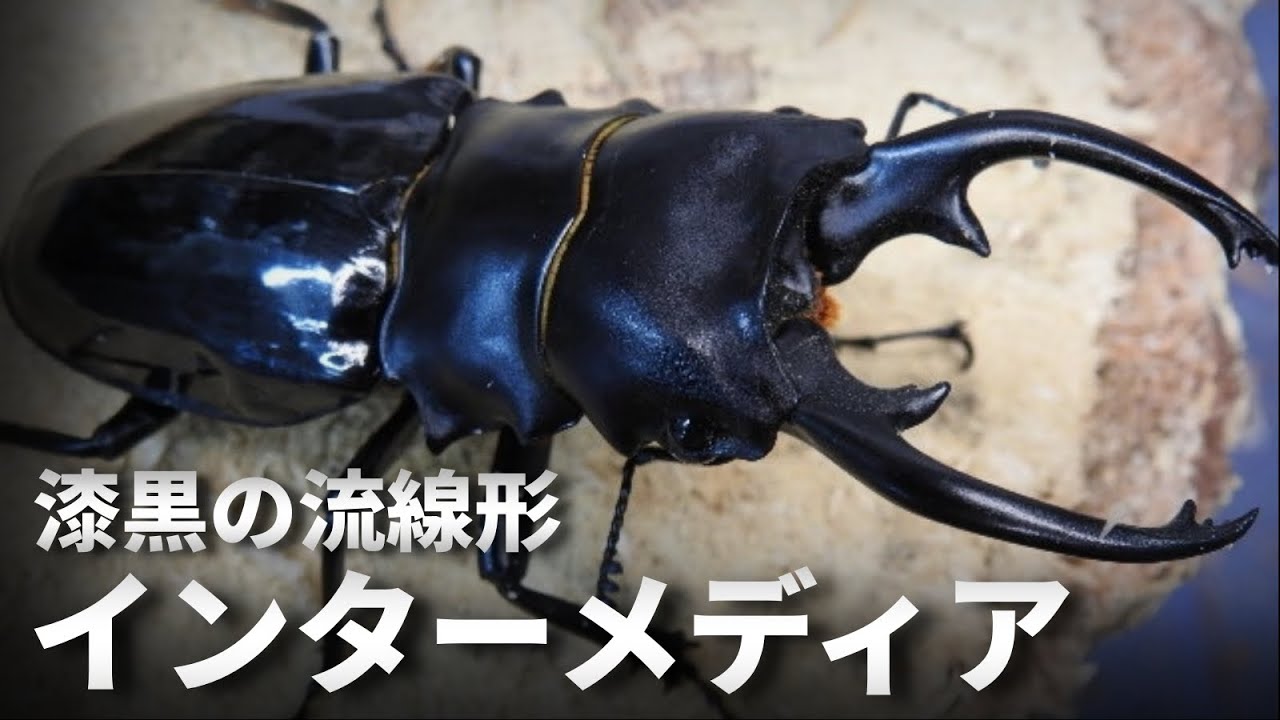 Adult Illustrated Guide] A masterpiece called the Intermedia Stag