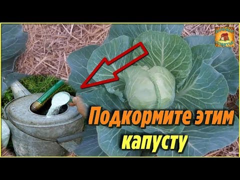 Вот что нужно сделать, чтобы капуста быстрее росла и формировала кочаны. Дачные советы