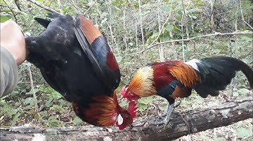 ต่อไก่ป่า Dib qaib qus tua laib kiag lawm: 04-01-2022