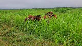 Grazing Summer Annual Mix