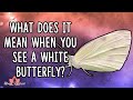 What Does It Mean When You See a White Butterfly?