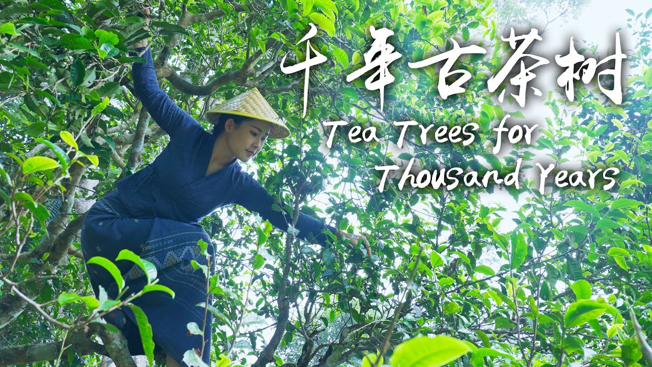 ⁣「一族一味」景迈山上布朗族传承千年的古老茶树【滇西小哥】