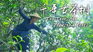 「一族一味」景迈山上布朗族传承千年的古老茶树【滇西小哥】