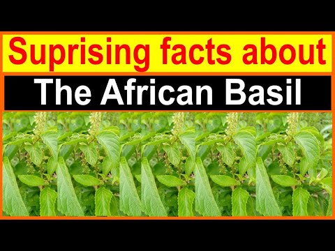 Video: African Blue Basil Plant Info – African Basil Gebrauch und Anbautipps