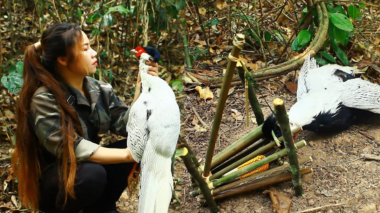 Amazing Trap to Catch White Pheasant in the forest - YouTube