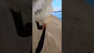 Fox Snatches Smartphone From Man & Stash’s ITIn Layer