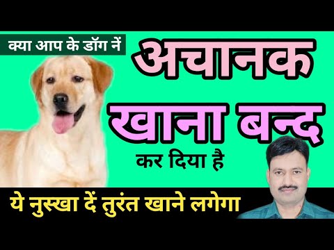 dog khana na khaye to kya kare कुत्ता खाना नहीं खा रहा kutta khana nahi kha raha hai PUPPY KHANA NA