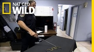 Law Enforcement Lesson | Python Hunters Wealth