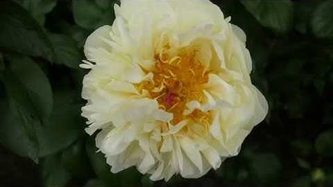 LEMON CHIFFON -PeonyMAX.com