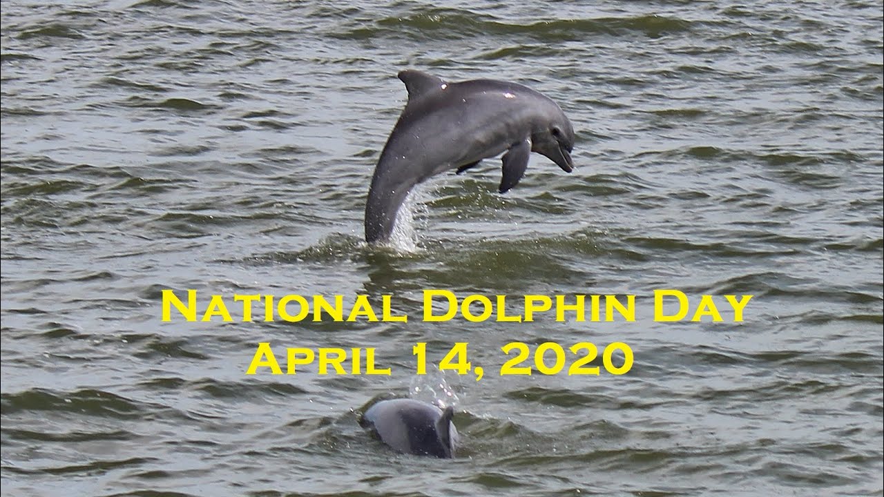 National Dolphin Day – SAILING WITH DOLPHINS!