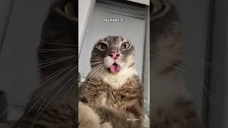 Top 5 Cutest Ways Jerry's Gonna Scare You... #catcore #cat #mycore #cutecat #cute #catlover