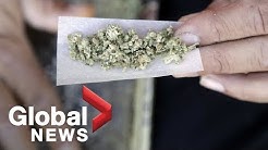 Cannabis legalization 101: How to roll a marijuana joint