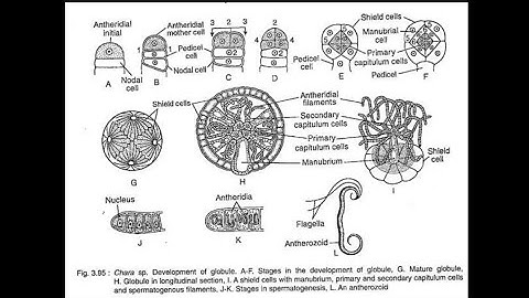 B.Sc. Part-1, Chara - Reproduction (part-2) by Arvind Gaur