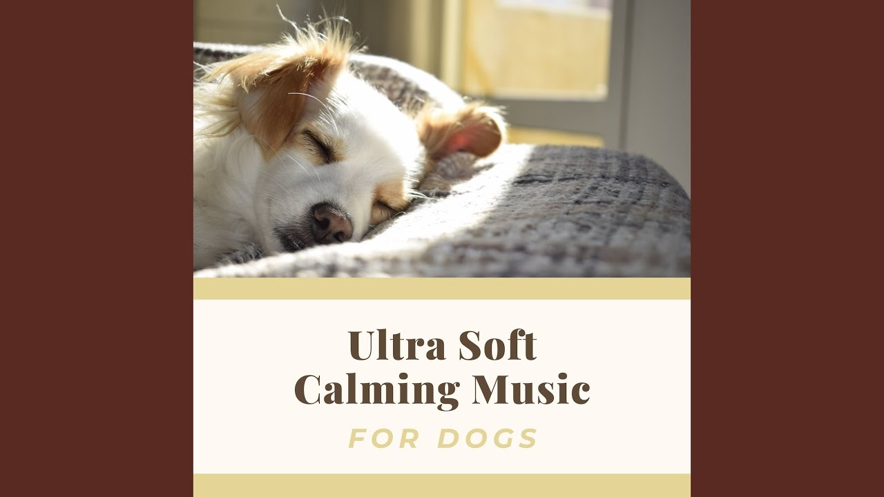 Relaxing Dog Beds Music for Stressed Dogs