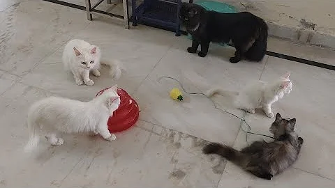 Video 11243841: persian kitten playing, catlife cutecats funnycats catlove, cats catlover cutecat funnycats, kitten living