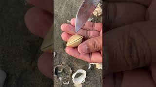 Beautiful clam pearl was expensive #shortvideo