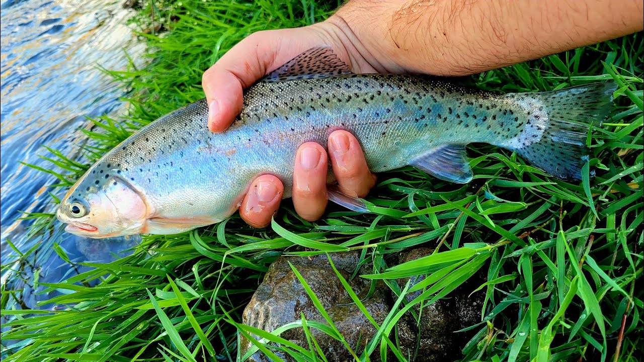 VELIKE KALIFE se KRIJU ispod VRBE! - UL VARALIČARENJE Pastrmke