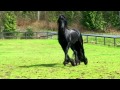 Rikki Z, Friesian Stallion, French Creek Stables